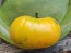 Tomato 'Barnyard' Seeds (Certified Organic)