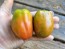 Dwarf Tomato 'San Marzano' Seeds (Certified Organic)