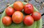 Tomato 'Ukrainian Ultra Early' Seeds (Certified Organic)
