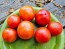 Tomato 'Ukrainian Ultra Early' Seeds (Certified Organic)