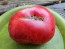 Tomato 'Purple Sicilian Saucer' Seeds (Certified Organic)