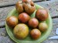 Tomato 'Everett's Rusty Brown' Seeds (Certified Organic)