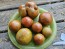 Tomato 'Everett's Rusty Brown' Seeds (Certified Organic)