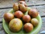 Tomato 'Everett's Rusty Brown' Seeds (Certified Organic)