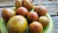Tomato 'Everett's Rusty Brown' Seeds (Certified Organic)