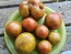 Tomato 'Everett's Rusty Brown' Seeds (Certified Organic)