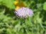 Basket Flower 'Pink' Seeds (Certified Organic)