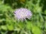 Basket Flower 'Pink' Seeds (Certified Organic)