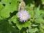 Basket Flower 'Pink' Seeds (Certified Organic)