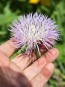Basket Flower 'Pink' Seeds (Certified Organic)