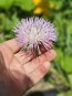 Basket Flower 'Pink' Seeds (Certified Organic)