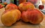Tomato 'Eye of the Dingo' Seeds (Certified Organic)