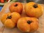 Tomato 'Eye of the Dingo' Seeds (Certified Organic)