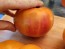 Tomato 'Eye of the Dingo' Seeds (Certified Organic)