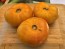 Tomato 'Plan 9 From Outer Space' Seeds (Certified Organic)