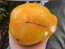 Tomato 'Plan 9 From Outer Space' Seeds (Certified Organic)