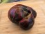 Tomato 'Marsha's Starfighter' Seeds (Certified Organic)