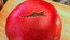 Dwarf Tomato 'Strawberry Lemonade' Seeds (Certified Organic)