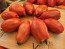 Tomato 'Bella' Seeds (Certified Organic)