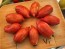 Tomato 'Bella' Seeds (Certified Organic)
