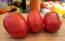 Tomato 'State Fair Beefy Pastes' Seeds (Certified Organic)
