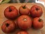 Tomato 'Roman Red' Seeds (Certified Organic)