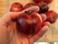 Tomato 'Blue Smoke' Seeds (Certified Organic)