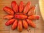 Tomato 'Bella' Seeds (Certified Organic)