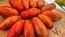 Tomato 'Bella' Seeds (Certified Organic)