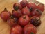 Tomato 'Dancing with Smurfs' Seeds (Certified Organic)