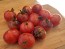 Tomato 'Dancing with Smurfs' Seeds (Certified Organic)