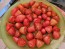 Tomato 'Prairie Fire' Seeds (Certified Organic)