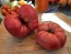 Dwarf Tomato 'Snakebite' Seeds (Certified Organic)