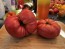 Dwarf Tomato 'Snakebite' Seeds (Certified Organic)