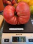 Dwarf Tomato 'Snakebite' Seeds (Certified Organic)