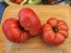 Dwarf Tomato 'Snakebite' Seeds (Certified Organic)