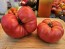 Dwarf Tomato 'Snakebite' Seeds (Certified Organic)