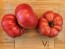 Dwarf Tomato 'Snakebite' Seeds (Certified Organic)