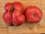 Dwarf Tomato 'Snakebite' Seeds (Certified Organic)