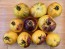 Tomato 'Ussuri Tiger' Seeds (Certified Organic)