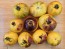 Tomato 'Ussuri Tiger' Seeds (Certified Organic)