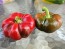 Sweet Pepper 'Liebesapfel' aka 'Love Apple' Seeds (Certified Organic)