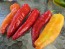 Banana Pepper 'Sweet Banana' Seeds (Certified Organic)