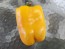 Sweet Pepper ‘Yellow Bell’ Seeds (Certified Organic)