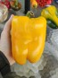 Sweet Pepper ‘Yellow Bell’ Seeds (Certified Organic)