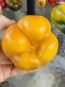 Sweet Pepper ‘Yellow Bell’ Seeds (Certified Organic)