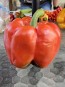 Sweet Pepper ‘Red Bell’ Seeds (Certified Organic)