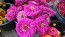 Zinnia 'Purple Prince' Seeds (Certified Organic)