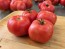 Tomato 'Early Detroit' Seeds (Certified Organic)