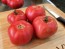 Tomato 'Early Detroit' Seeds (Certified Organic)